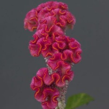 Celosia Neo Pink