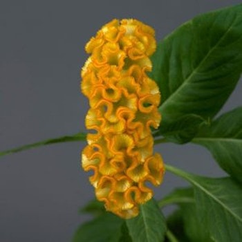 Celosia Neo Gold