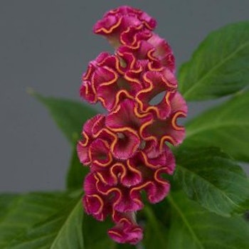 Celosia Neo Rose