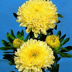 Aster Matador Yellow