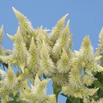 Celosia Celway White