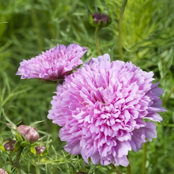 Rosenskära Double Dutch Rose