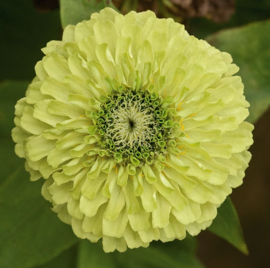 Zinnia Queen Lime