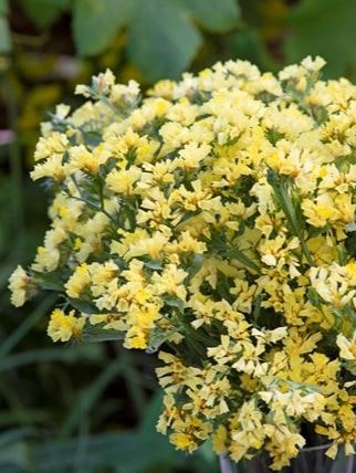 Risp Limonium Soft Yellow