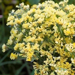 Risp Limonium Soft Yellow