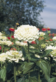 Zinnia Elegans Polar Bear