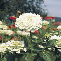 Zinnia Elegans Polar Bear