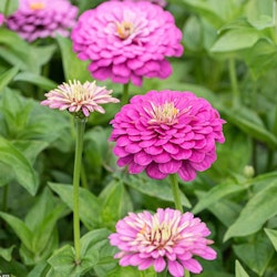 Zinnia Elegans Dream