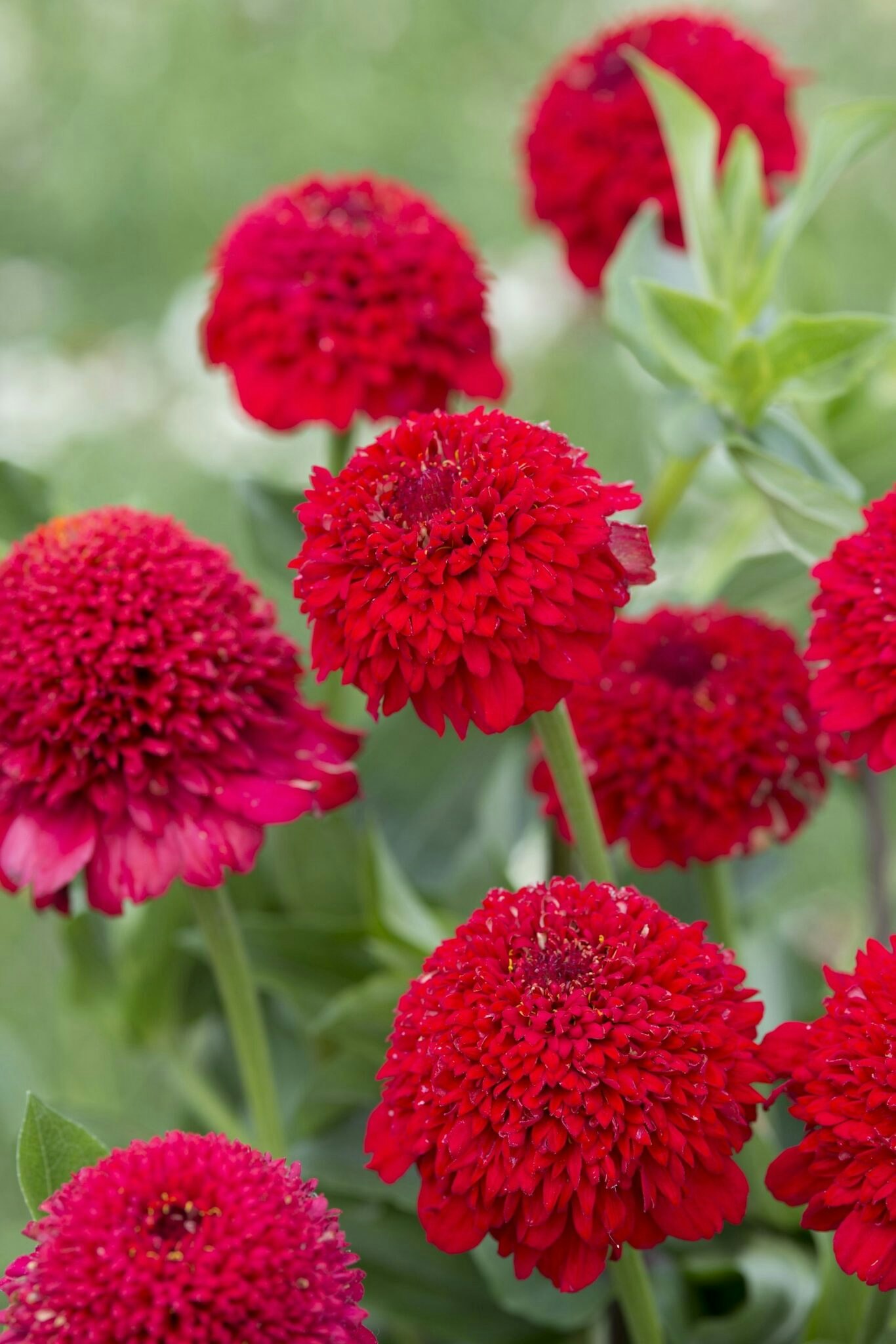 Zinnia Elegans Cresto Red