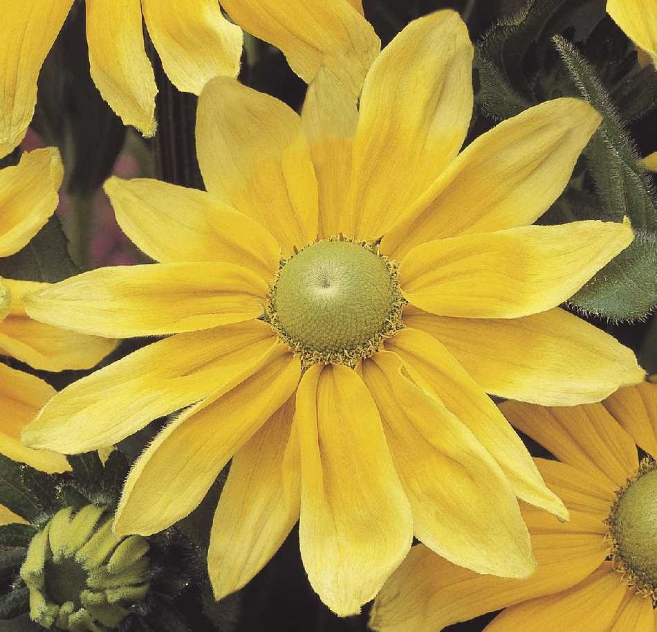 Rudbeckia Prairie Sun