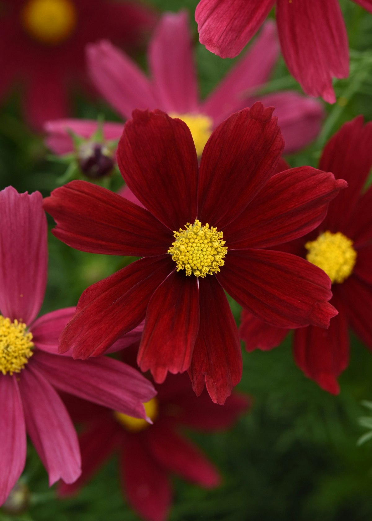 Rosenskära Sonata Red Shade