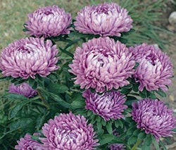 Aster Milady Lilac