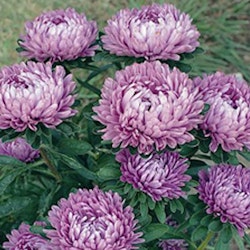 Aster Milady Lilac