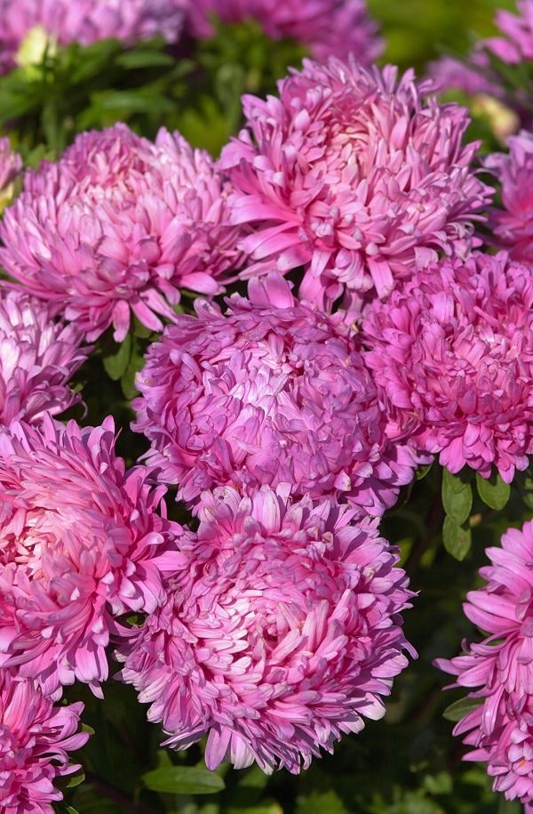 Aster King Size Rose