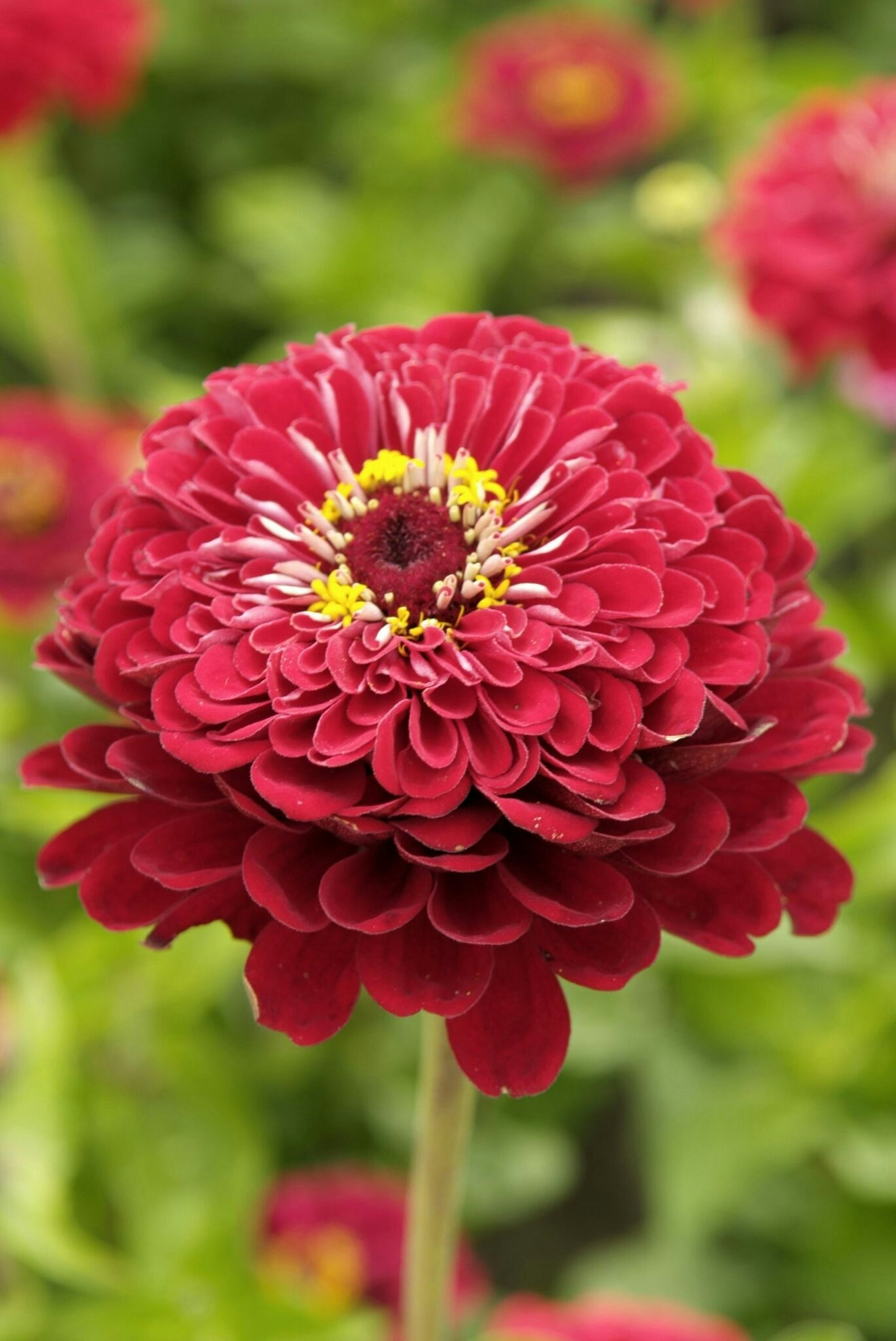 Zinnia Elegans Meteor