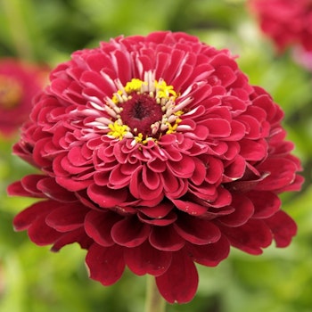 Zinnia Elegans Meteor