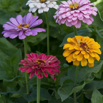 Zinnia Dahlia Flowered Mix