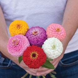 Zinnia Oklahoma Mix