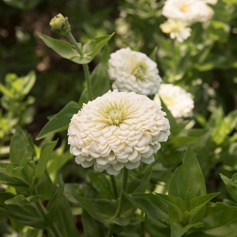 Zinnia Giant White