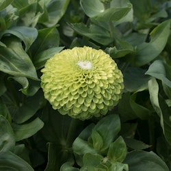 Zinnia Giant Lime