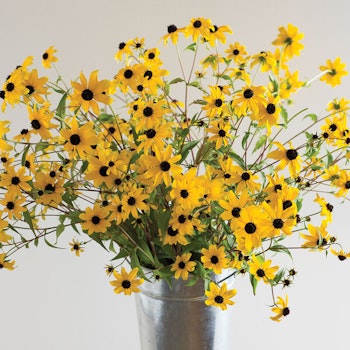 Trefliksrudbeckia Golden Delight