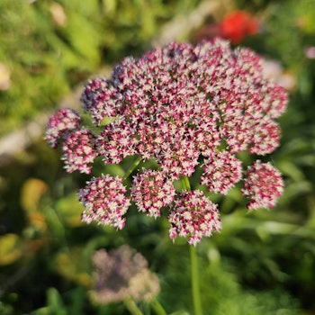 Blomstermorot Dara