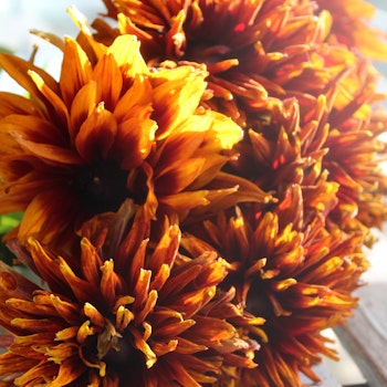 Rudbeckia Cherokee Sunset