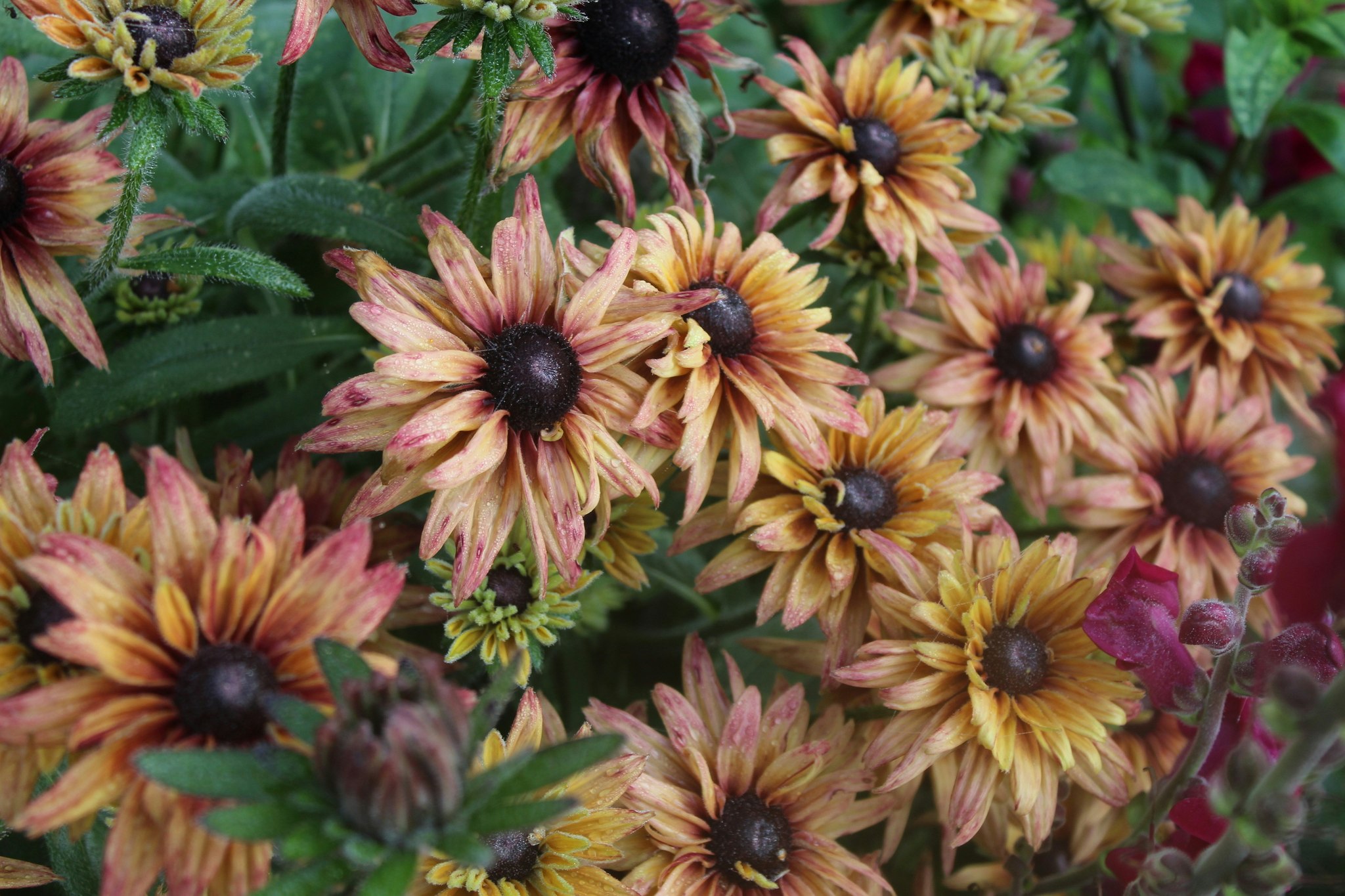 Rudbeckia Caramel Mix