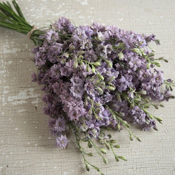 Sommar riddarsporre Misty Lavender