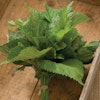 Bladmynta Shiso Green