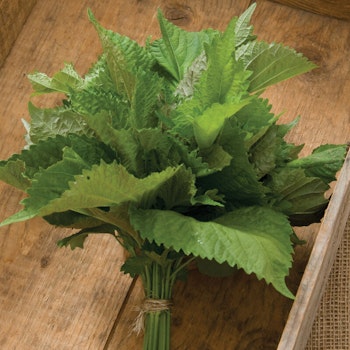 Bladmynta Shiso Green