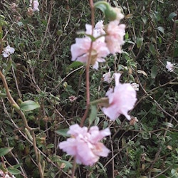 Clarkia Appleblossom