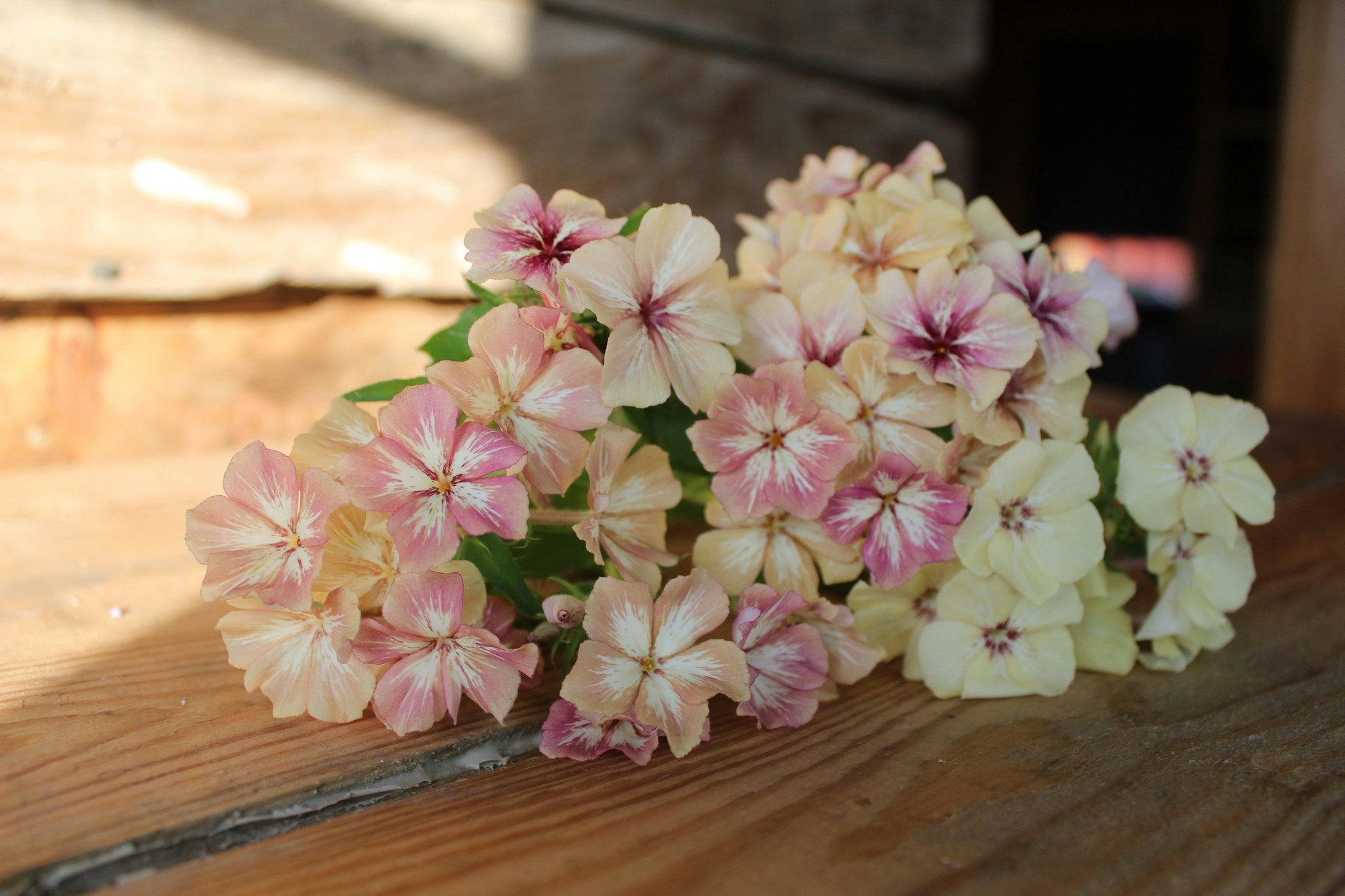 Phlox Creme Bruleé