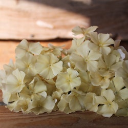 Phlox Isabelina