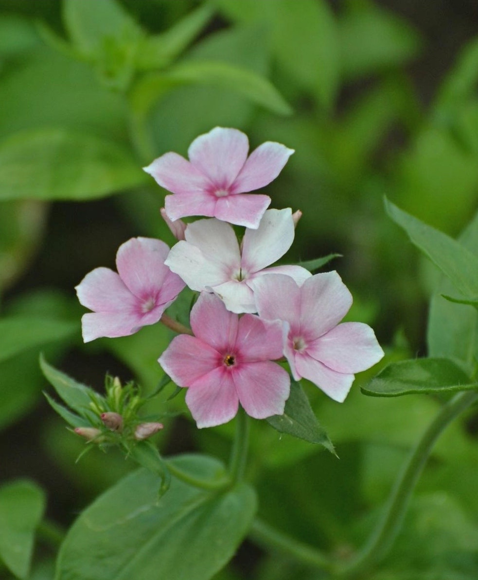 Phlox Blushing Bride