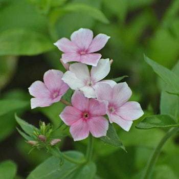 Phlox Blushing Bride