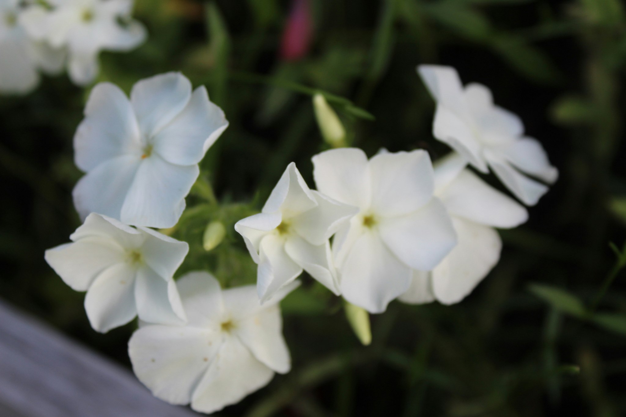 Phlox White Queen