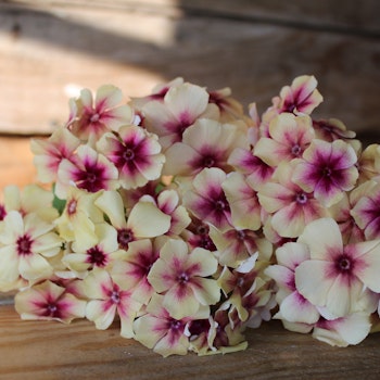 Phlox Cherry Caramell