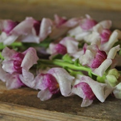 Lejongap Maryland Plum Blossom