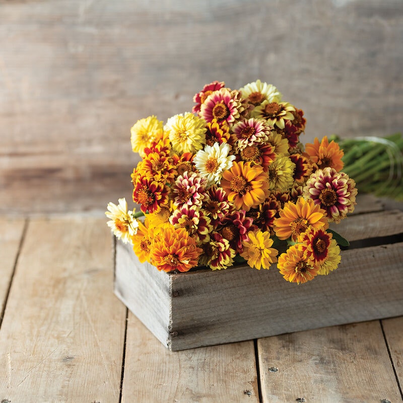 Zinnia Aztec Mix