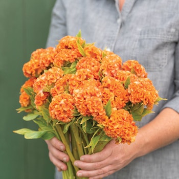 Celosia Orange Queen