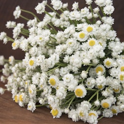 Sandeternell Winged Everlasting