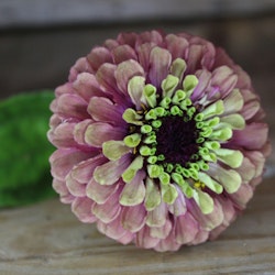 Zinnia Queen Red Lime