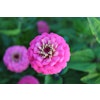 Zinnia Oklahoma Pink