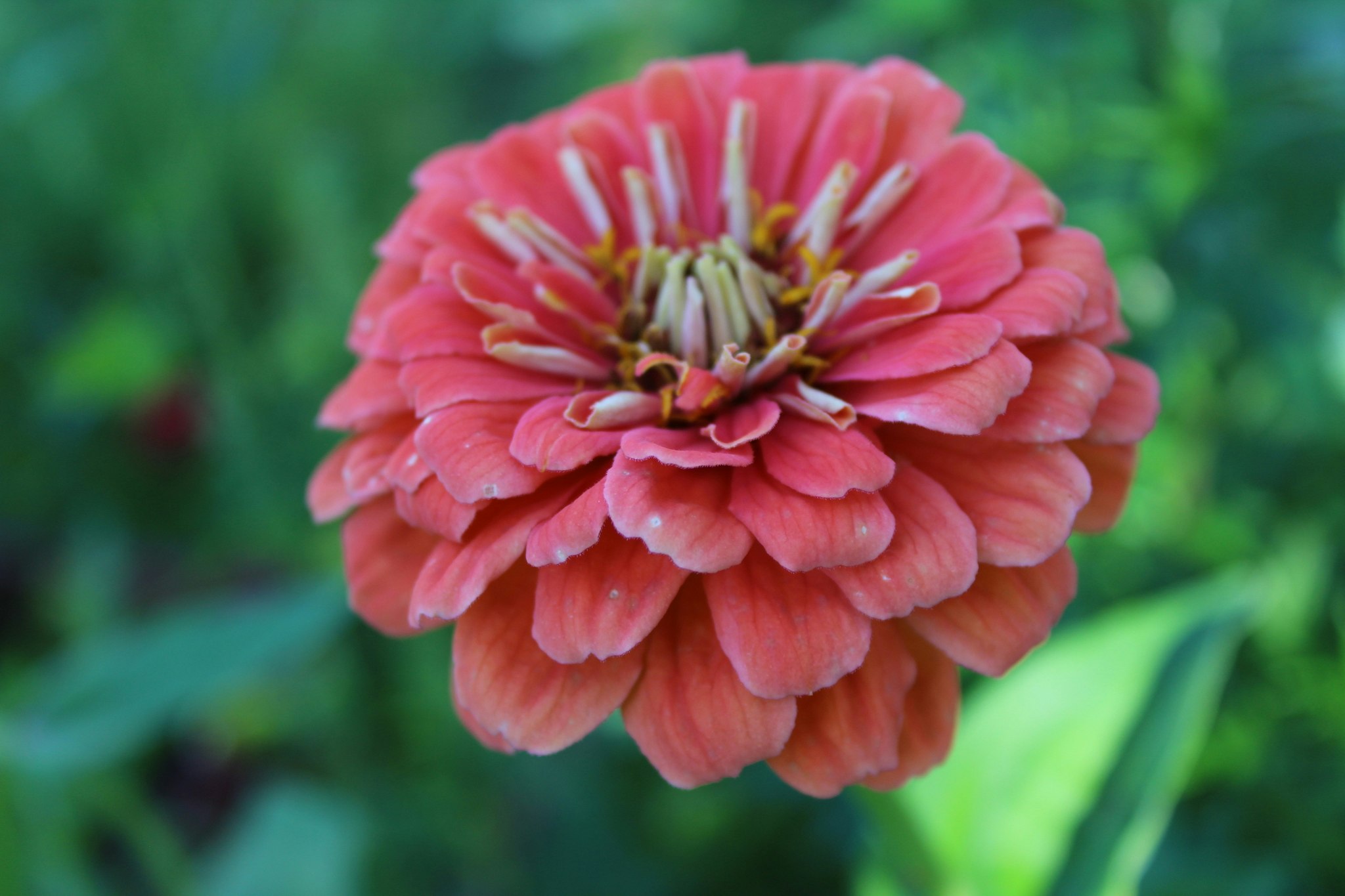 Zinnia Giant Salmon