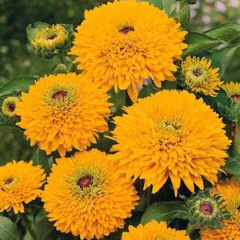 Rudbeckia Maya