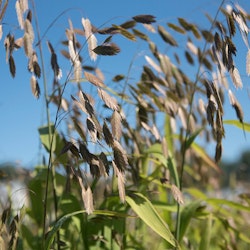 Prydnadsgräs Nothern Sea Oat