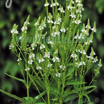 Verbena White Spires