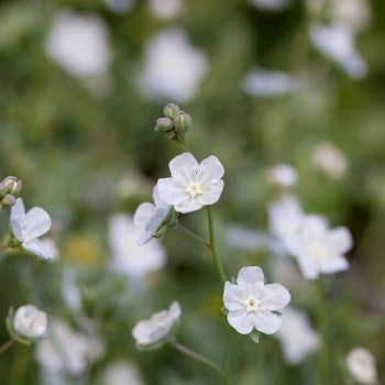 Lammtunga White Beauty