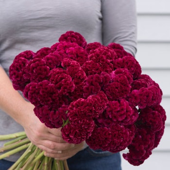 NYHET! Celosia Cramer´s Burgundy